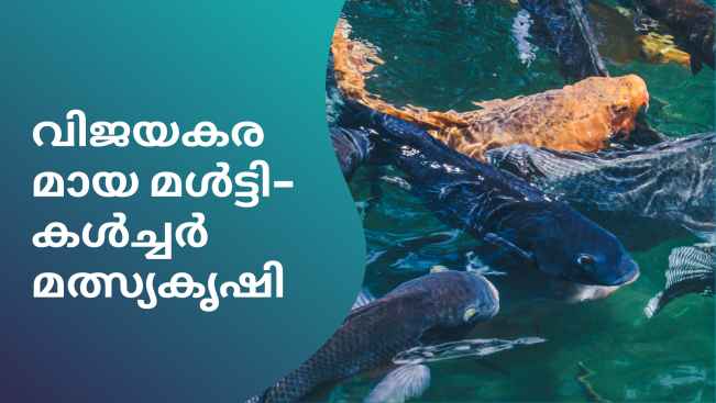 കോഴ്‌സ് ട്രെയിലർ: മൾട്ടി-കൾച്ചർ മത്സ്യകൃഷി - ഒരു വർഷം 2 ഏക്കറിൽ നിന്ന് 12 ലക്ഷം ലാഭം നേടു. കൂടുതൽ അറിയാൻ കാണുക.