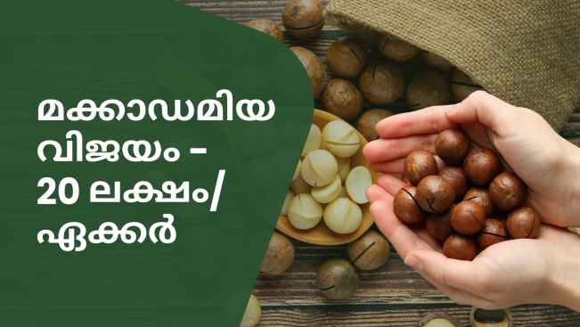 കോഴ്‌സ് ട്രെയിലർ: മക്കാഡമിയ കൃഷി: 1 ഏക്കറിൽ നിന്ന് വർഷം 20 ലക്ഷം സമ്പാദിക്കു. കൂടുതൽ അറിയാൻ കാണുക.