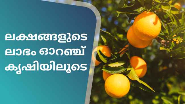 കോഴ്‌സ് ട്രെയിലർ: ഓറഞ്ച് ഫാമിംഗ് കോഴ്സ് - ലക്ഷങ്ങൾ സമ്പാദിക്കാം. കൂടുതൽ അറിയാൻ കാണുക.