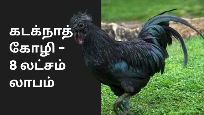 கோர்ஸ் டிரெய்லர்: கடக்நாத் கோழி வளர்ப்பு - ஆண்டுக்கு ரூ.8 லட்சம் லாபம். மேலும் தெரிந்து கொள்ள பார்க்கவும்.