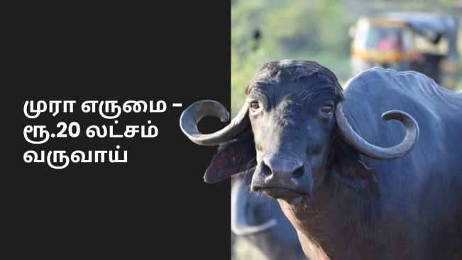 கோர்ஸ் டிரெய்லர்: முரா எருமை வளர்ப்பு - ஆண்டுக்கு 20 லட்சம் வருவாய். மேலும் தெரிந்து கொள்ள பார்க்கவும்.