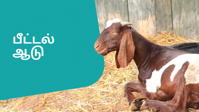 Beetal Goat farming image