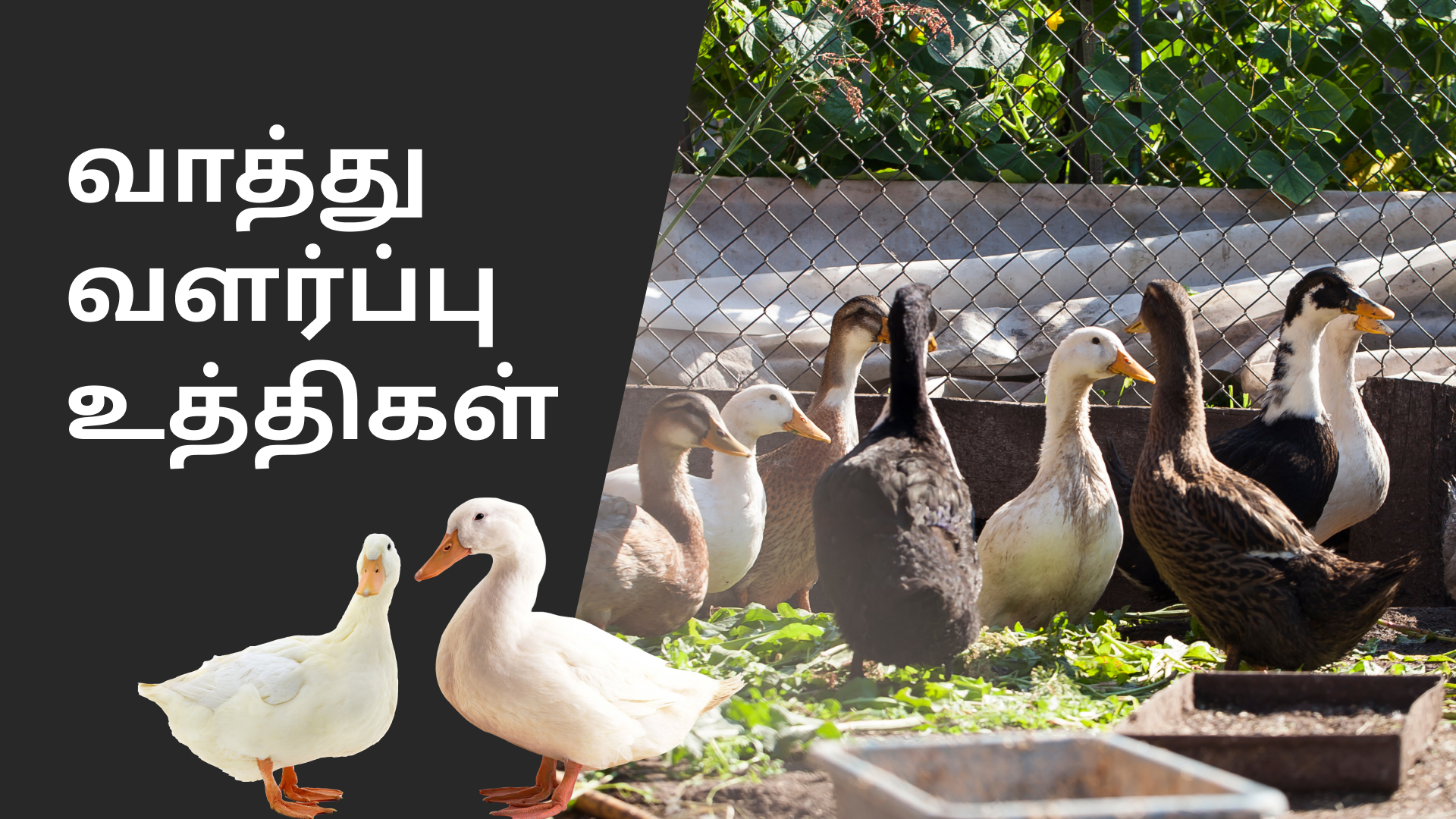 கோர்ஸ் டிரெய்லர்: வாத்து வளர்ப்பு மூலம் லட்சங்களில் வருவாய். மேலும் தெரிந்து கொள்ள பார்க்கவும்.