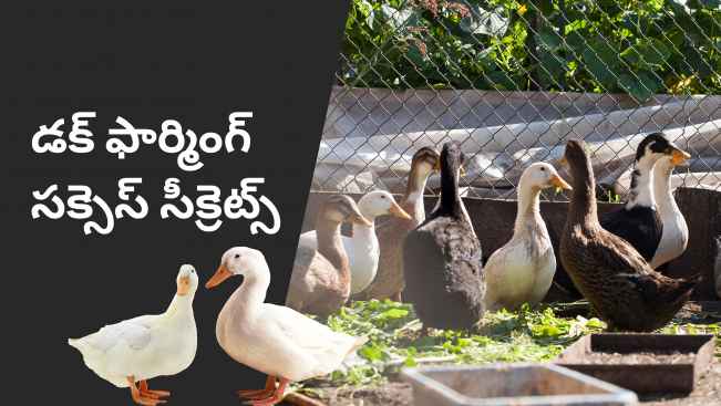 Duck Farming Course Video