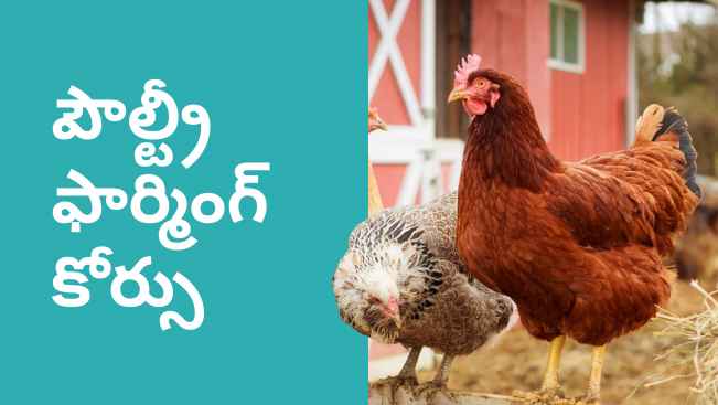How to do Poultry Farming in India