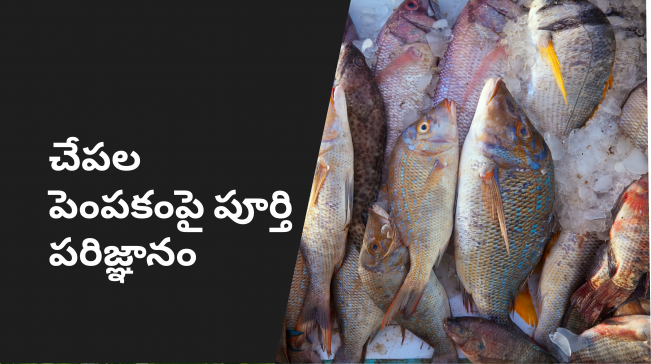 Fish Cultivation Course Video