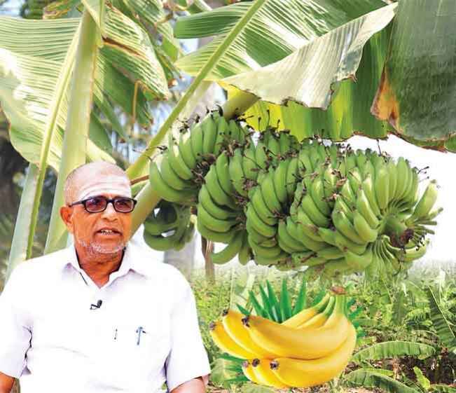 Banana Farming Course Video