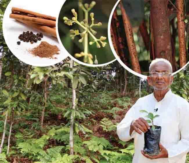 Course Trailer: Cinnamon Cultivation - Earn 3 lakhs from 120 plants. Watch to know more.