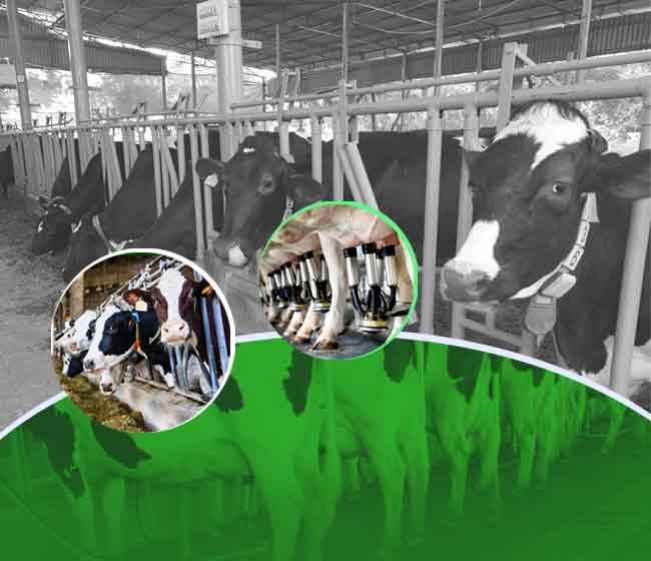 Course Trailer: Dairy Farming- Earn over 20 lakhs per month from 100 cows. Watch to know more.