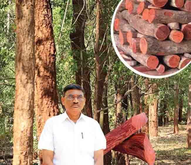  Red Sandalwood Cultivation Course Video