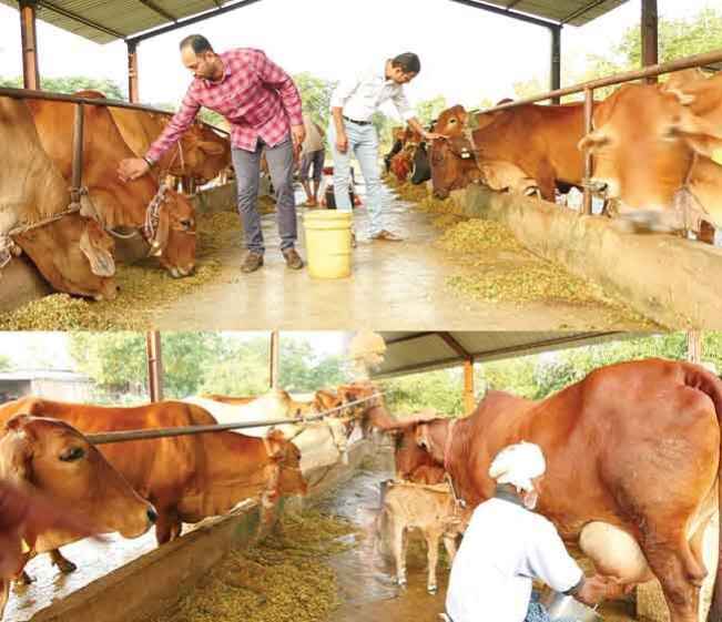 Gir Cow Farming Course Video