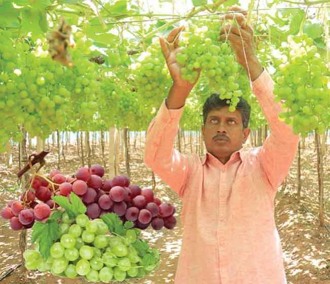 Grape Farming Course Video