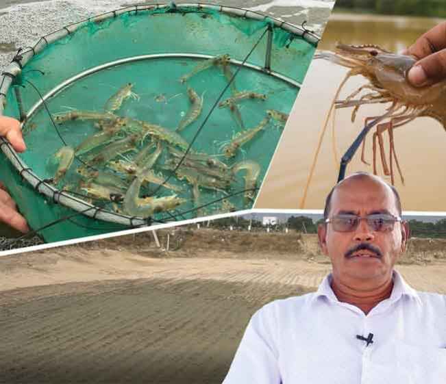 Course Trailer: How to Start Prawn Farming - The complete practical guide. Watch to know more.