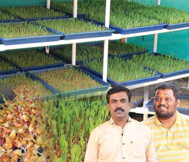 Course Trailer: Make Profits in Dairy Farming using Hydroponics Green Fodder. Watch to know more.