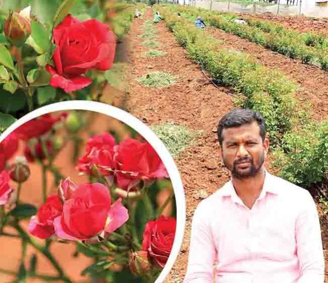 Course Trailer: Mirabel Rose Farming Course - Profit of 6 lakhs on a half-acre!. Watch to know more.