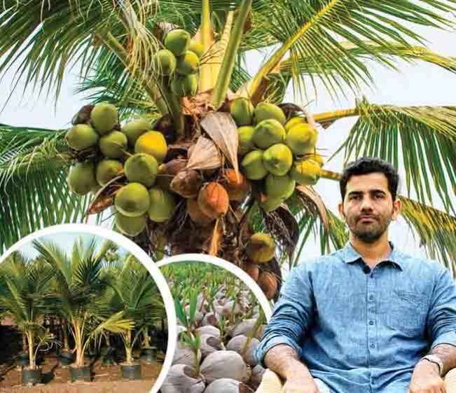 Organic Coconut Farming Course Video