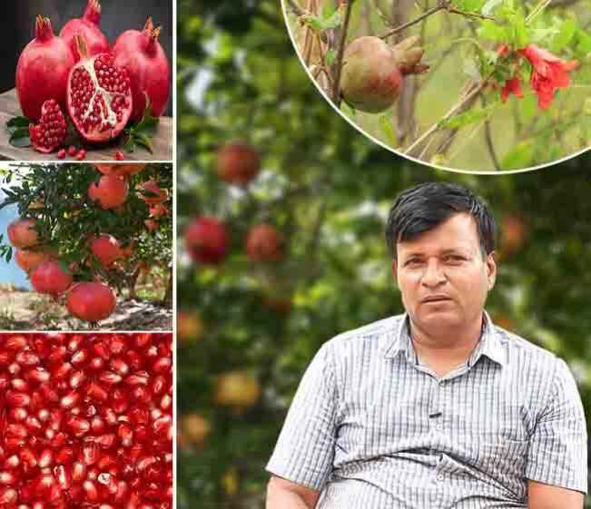 Course Trailer: Organic Pomegranate Farming - Learn The Success Story From Basavaraja Goodlanora. Watch to know more.