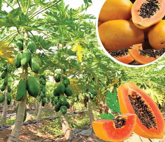 Papaya farming Course Video
