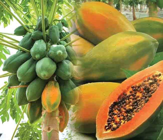 How To Start Papaya Farming in India?