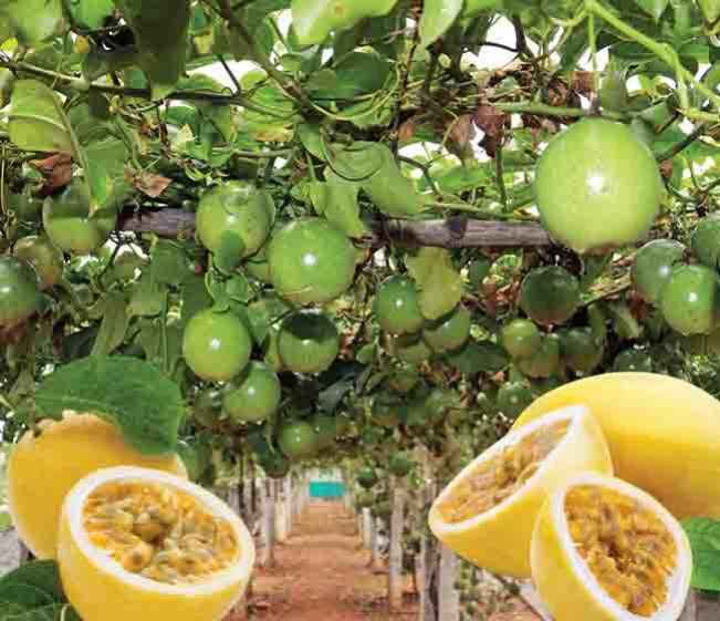 Learn Passion Fruit Farming 