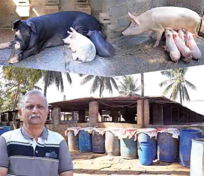 Pig Farming Course- Earn up to Rs. 1 Crore per annum! - Online course on ffreedom app