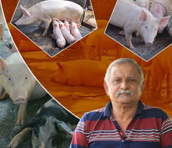 Course Trailer: Pig Farming Course - 1000 pigs creates a crore profit!. Watch to know more.