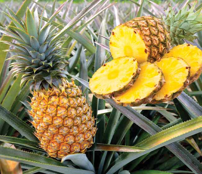 Pineapple farming course video