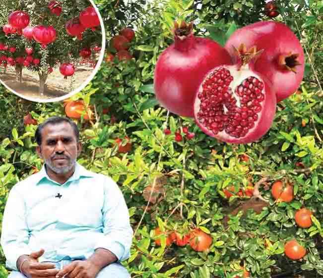 Pomegranate Farming Course Video