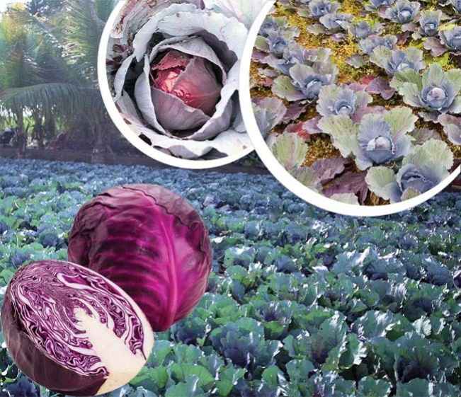Course Trailer: Red Cabbage Farming Course - Earn up to 30 lakhs per year!. Watch to know more.