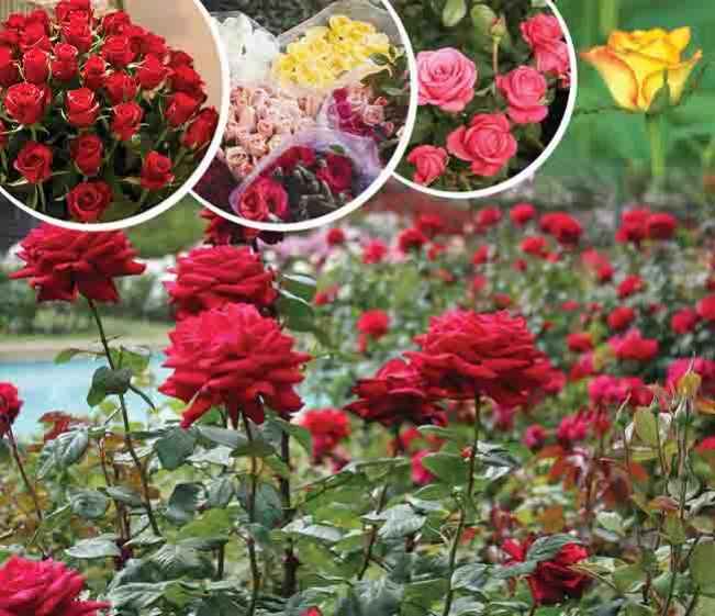 गुलाब की खेती पर कोर्स - प्रति वर्ष 10-12 लाख तक कमाएं - ffreedom app पर ऑनलाइन कोर्स