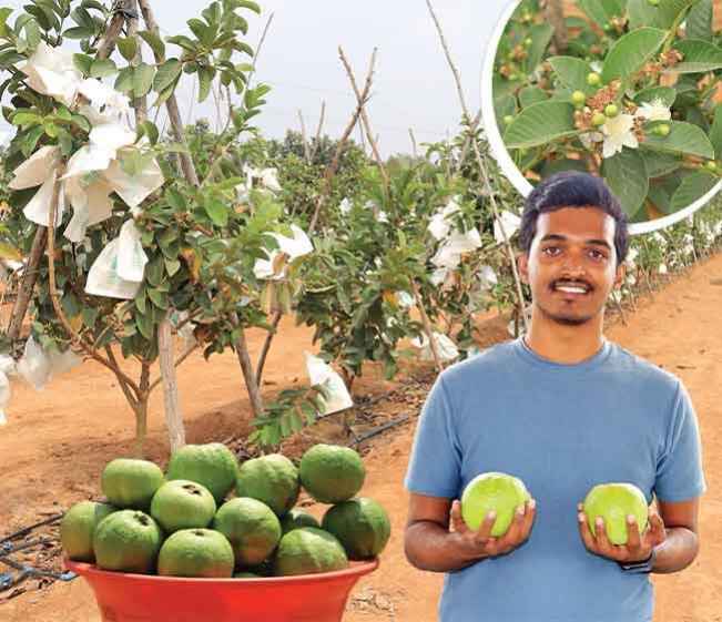 Course Trailer: Techie Farmer Earns 25 Lakh Per Acre by Cultivating Guava!. Watch to know more.