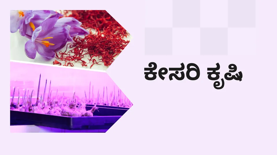 Saffron Farming: Earn Up to 45 Lakh Profit Year in