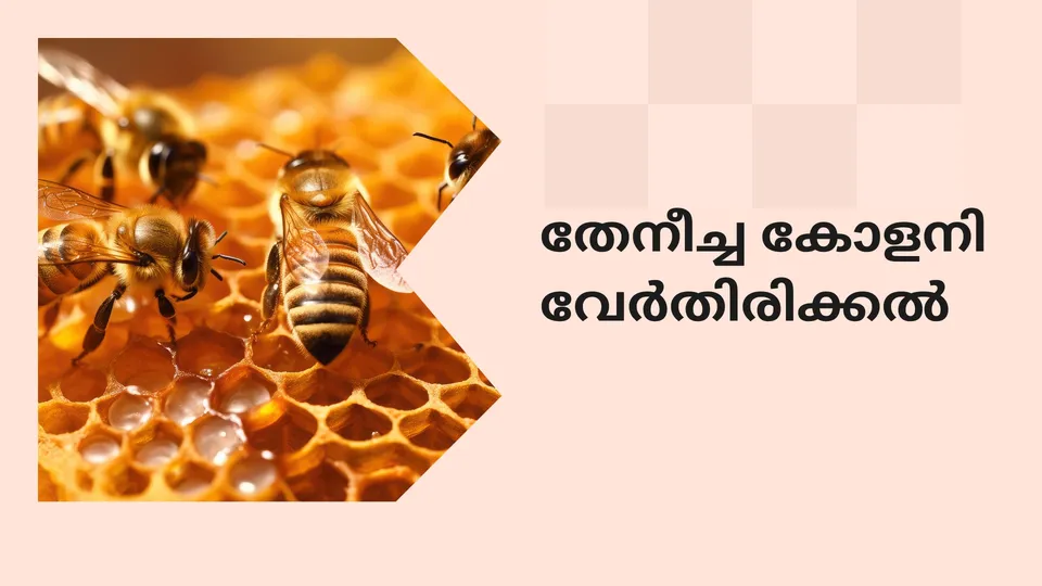 Practical Guide to Honey Bee Family Separation & M