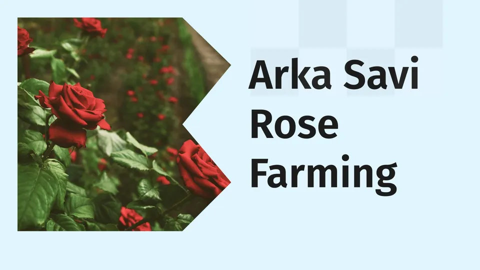 Course Trailer: Rose Farming Course - Earn up to ₹10-12 lakhs per year. Watch to know more.