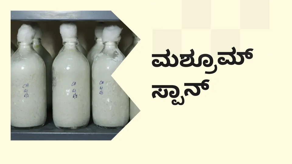 ಕೋರ್ಸ್ ಟ್ರೈಲರ್: ಮಶ್ರೂಮ್ ಸ್ಪಾನ್ ಪ್ರೊಡಕ್ಷನ್ ಕೋರ್ಸ್. ಇನ್ನಷ್ಟು ತಿಳಿಯಲು ವೀಕ್ಷಿಸಿ.