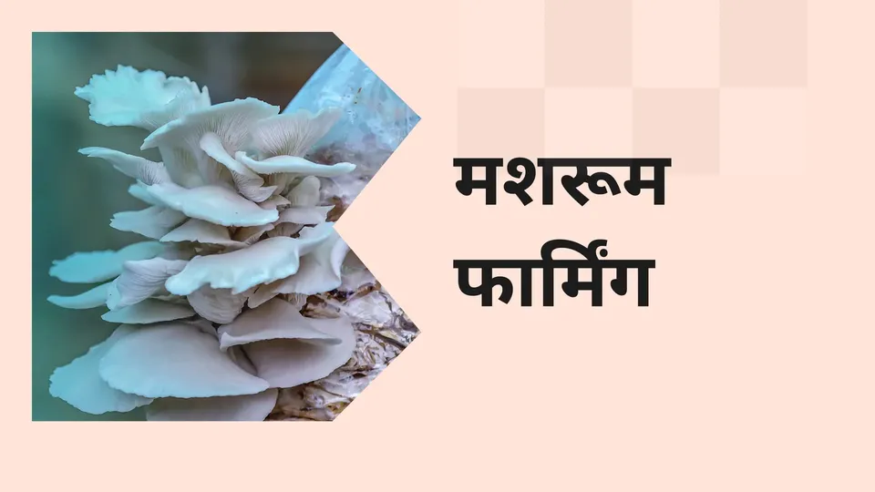 Best Mushroom Farming Online Course