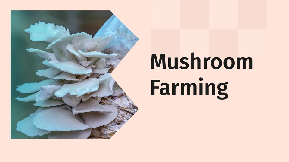 Best Mushroom Farming Online Course