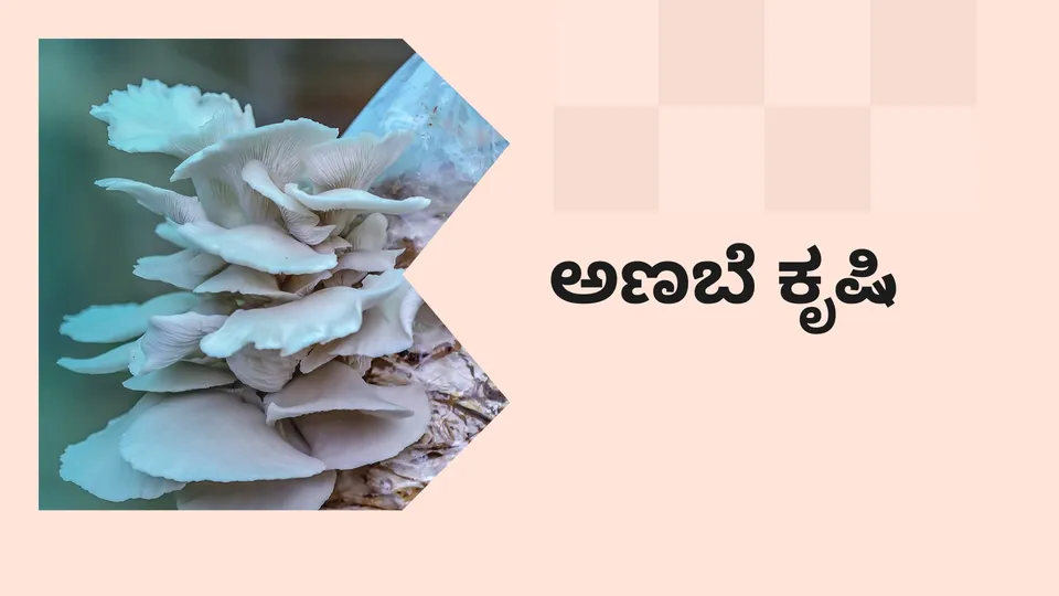 ಕೋರ್ಸ್ ಟ್ರೈಲರ್: ಮನೆಯಲ್ಲೇ ಅಣಬೆ ಕೃಷಿ ಆರಂಭಿಸುವುದು ಹೇಗೆ. ಇನ್ನಷ್ಟು ತಿಳಿಯಲು ವೀಕ್ಷಿಸಿ.