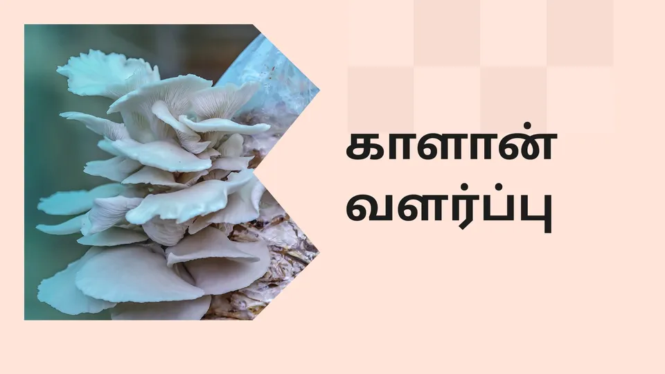 கோர்ஸ் டிரெய்லர்: வீட்டில் காளான் வளர்ப்பு வணிகத்தை ஆரம்பிப்பது எப்படி. மேலும் தெரிந்து கொள்ள பார்க்கவும்.