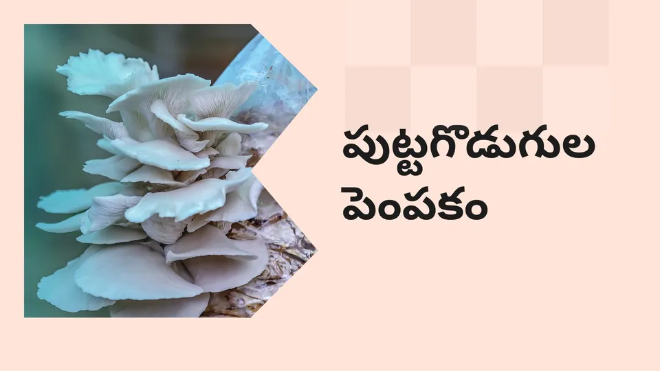 Best Mushroom Farming Online Course