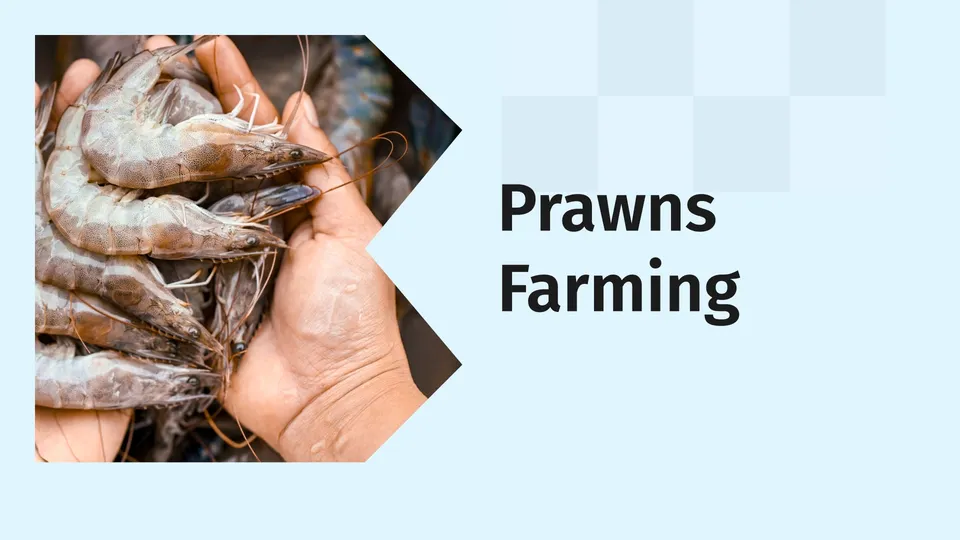 How To Start Prawns Farming In India?