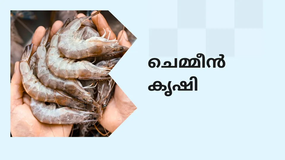 How To Start Prawns Farming In India?