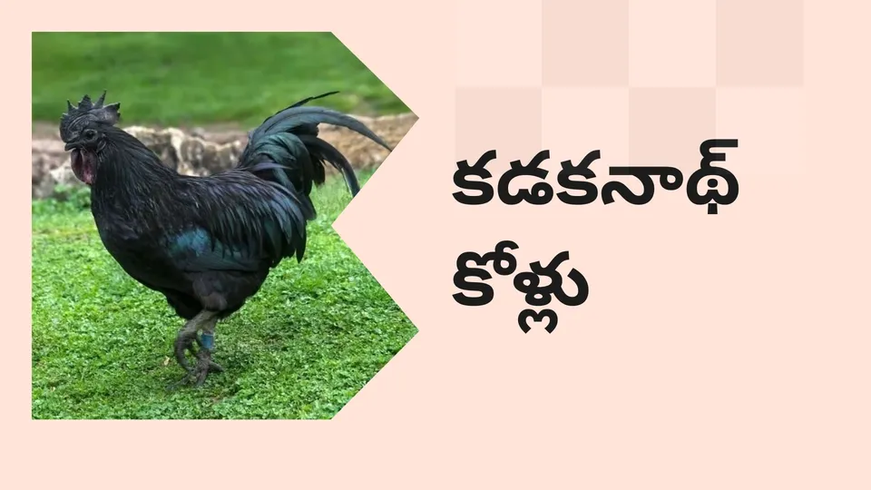 How To Start Kadaknath Chicken Farming in India?