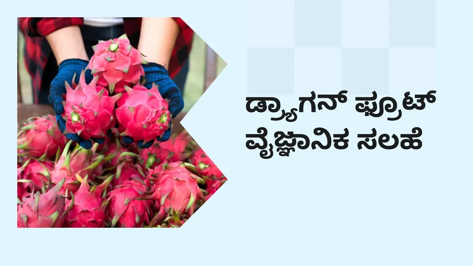 ಕೋರ್ಸ್ ಟ್ರೈಲರ್: ಡ್ರ್ಯಾಗನ್ ಫ್ರೂಟ್ ಕೃಷಿ: ವಿಜ್ಞಾನಿ ಡಾ.ಜಿ ಕರುಣಾಕರ್ ರಿಂದ ಕಲಿಯಿರಿ. ಇನ್ನಷ್ಟು ತಿಳಿಯಲು ವೀಕ್ಷಿಸಿ.