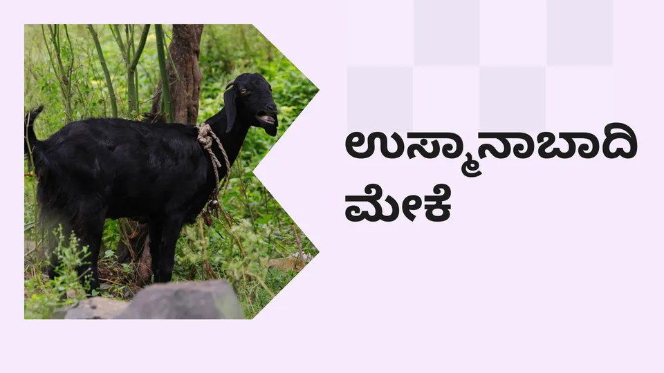 How to Start Osmanabadi Goat Farming in India?