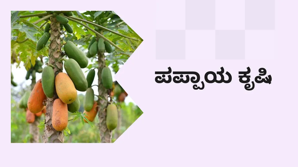 How To Start Papaya Farming in India?