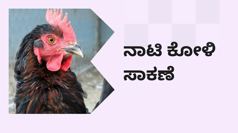 How to start a Country Chicken Farming Business in