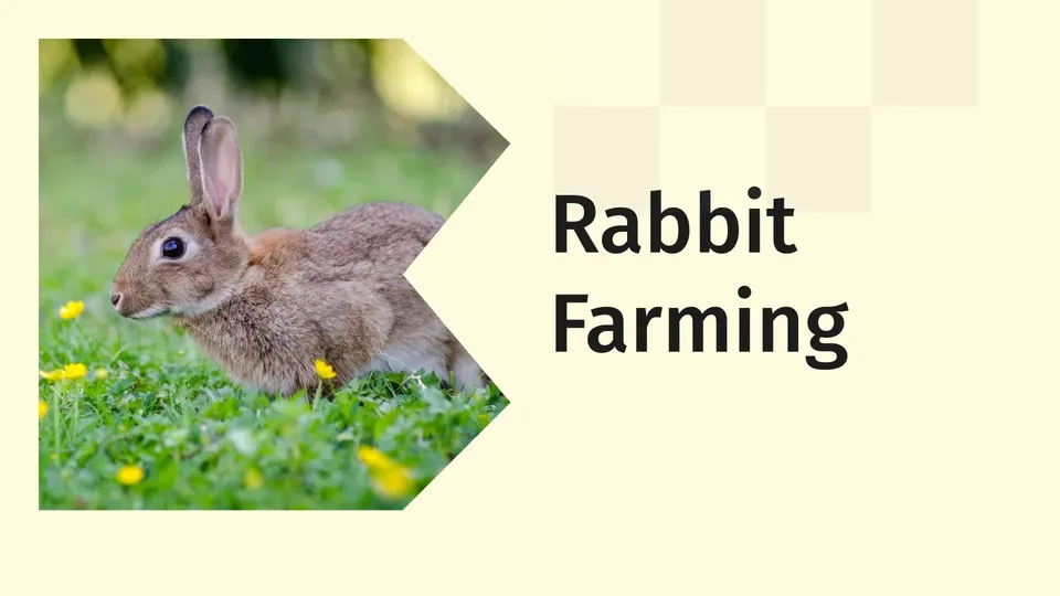 Rabbit Farming Video
