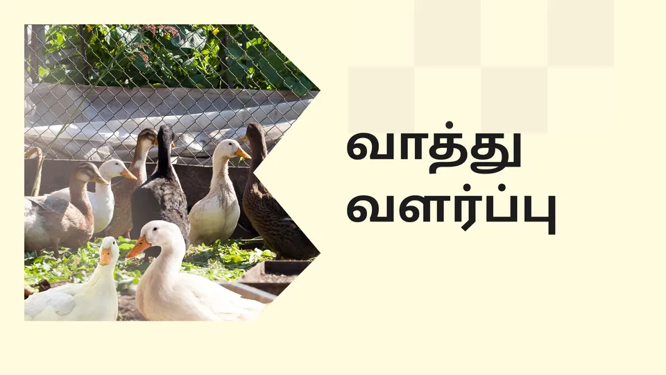 Duck Farming Course Video