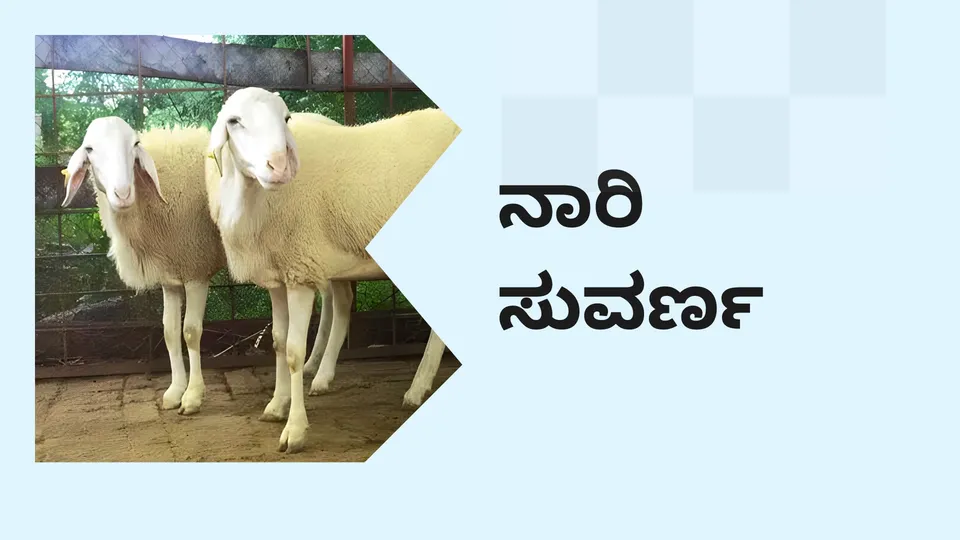 ಕೋರ್ಸ್ ಟ್ರೈಲರ್: ನಾರಿ ಸುವರ್ಣ ಕುರಿ ಸಾಕಣೆ ಕೋರ್ಸ್. ಇನ್ನಷ್ಟು ತಿಳಿಯಲು ವೀಕ್ಷಿಸಿ.